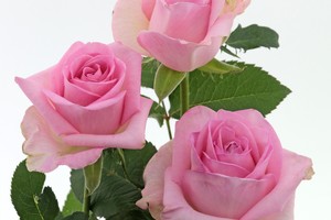 粉淑女 Pink Polite