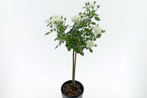 白鸽露台Colombe Terrazza