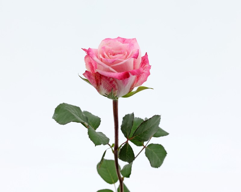 菲姿月季 菲姿Fizzy