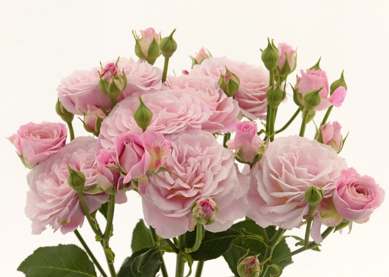 罗西泡泡月季 罗西泡泡Rosy Bubbles