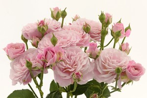 罗西泡泡Rosy Bubbles