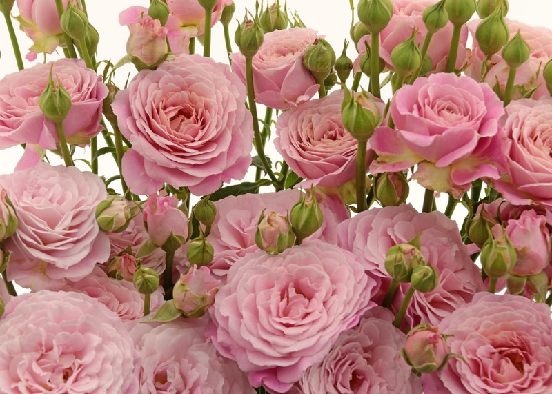 罗西泡泡月季 罗西泡泡Rosy Bubbles