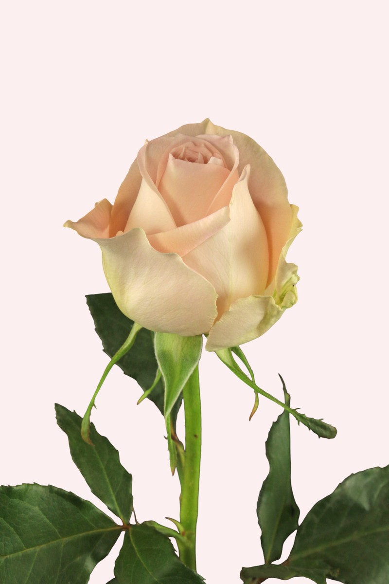 赞达亚 Zendaya