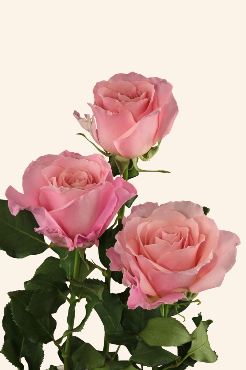 粉芭芭露Pink Babbaloo