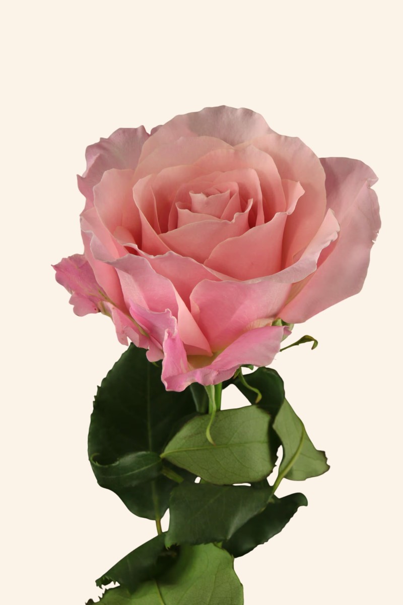 粉芭芭露Pink Babbaloo