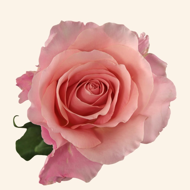 粉芭芭露Pink Babbaloo
