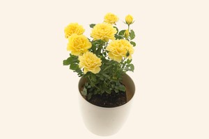 阳光露台Soleil Terrazza