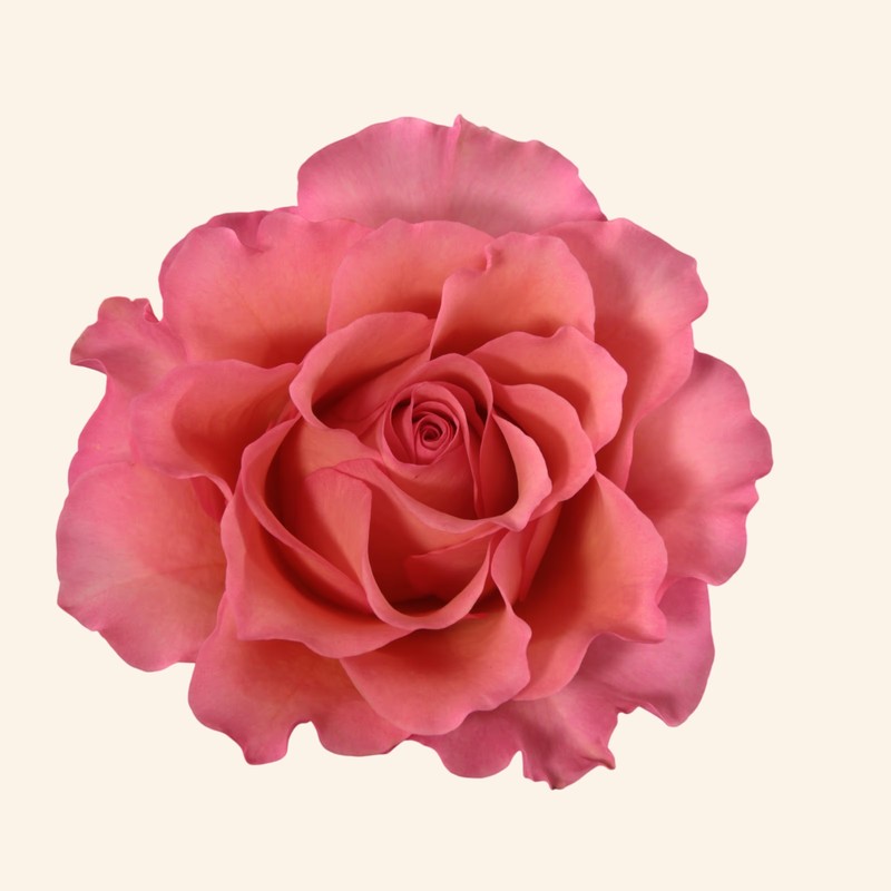 甜心芭芭露Sugar Babbaloo