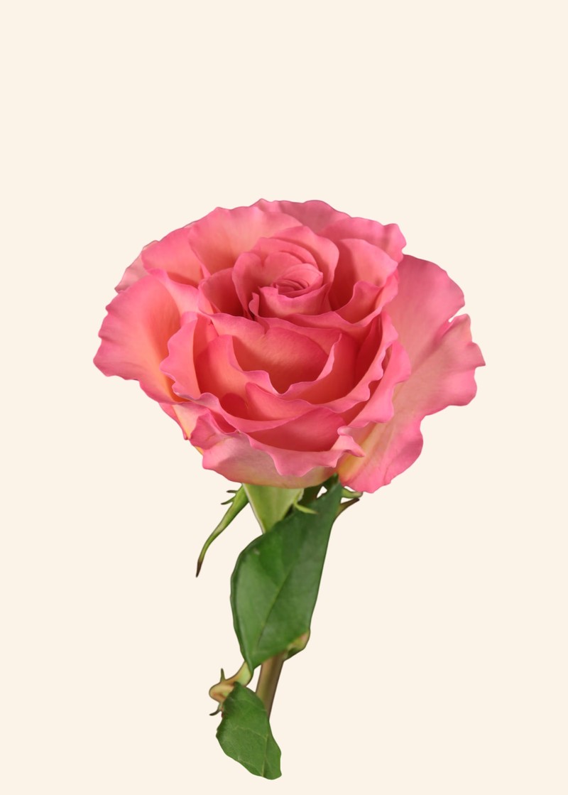 甜心芭芭露Sugar Babbaloo