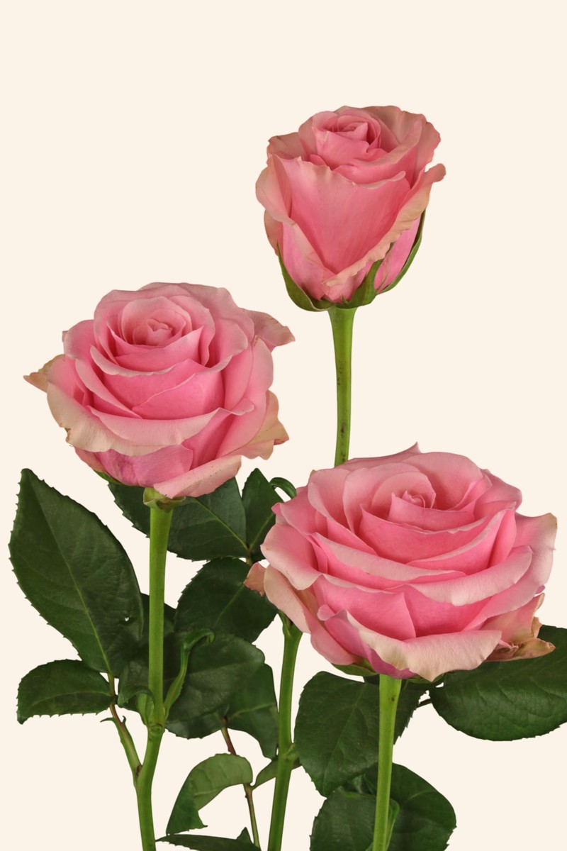 芭比粉月季 芭比粉Barbiecore