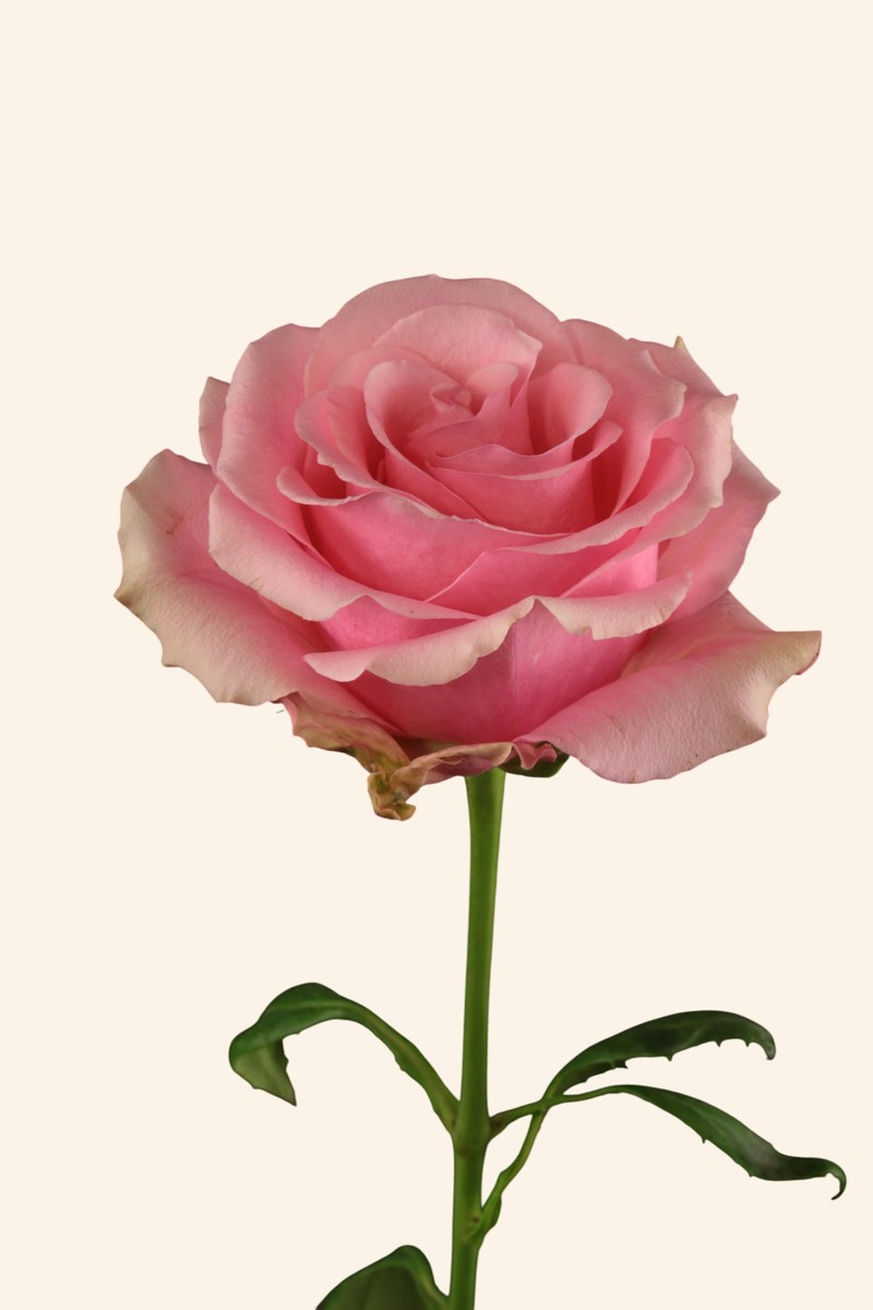 芭比粉月季 芭比粉Barbiecore