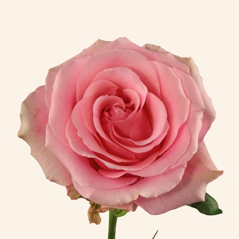 芭比粉月季 芭比粉Barbiecore