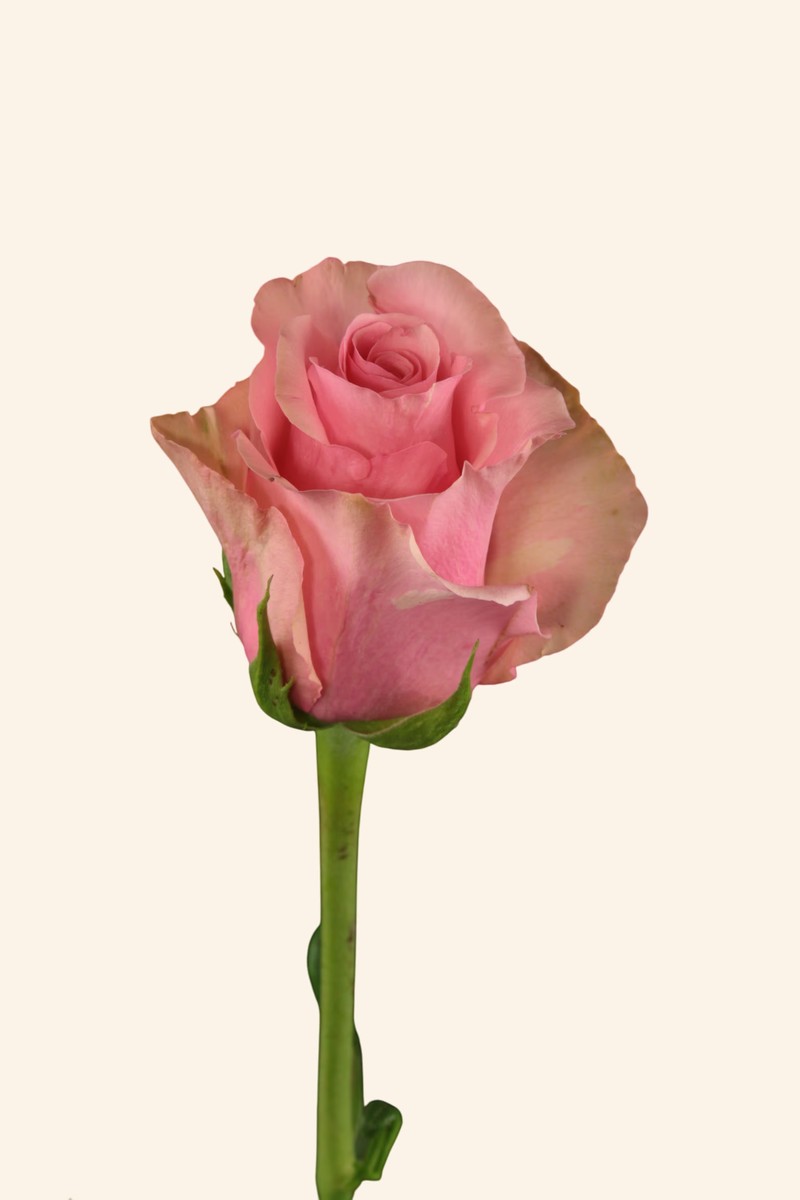 芭比粉月季 芭比粉Barbiecore