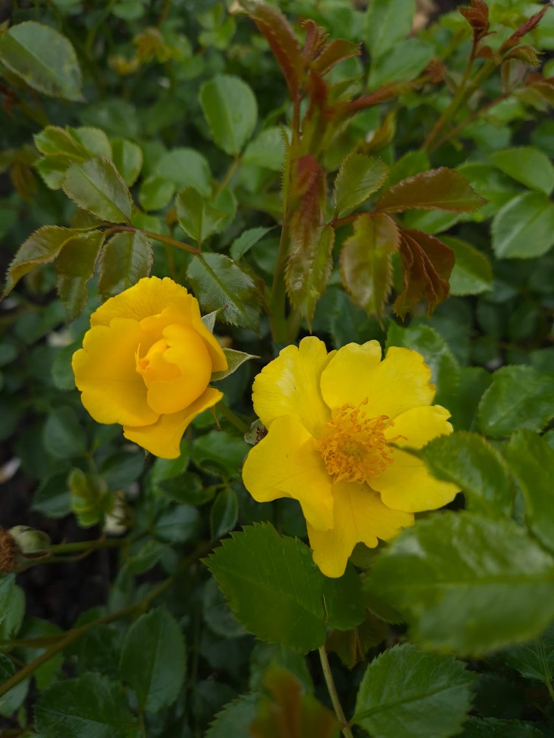 金色阿莫丽娜Golden Amorina