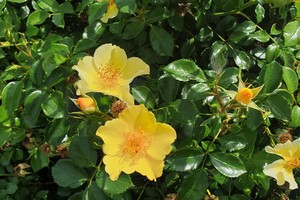 金色阿莫丽娜Golden Amorina