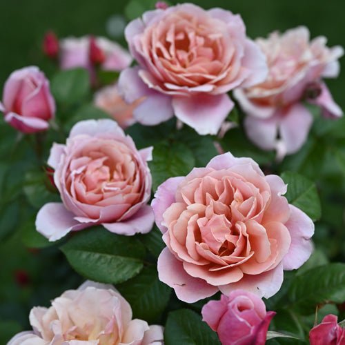 粉色复古月季 粉色复古Pink Vintage