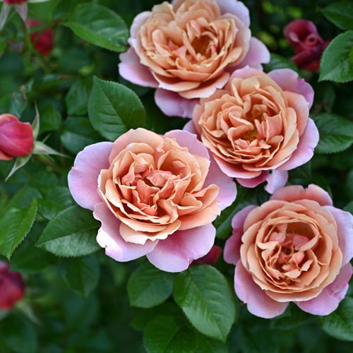 粉色复古月季 粉色复古Pink Vintage