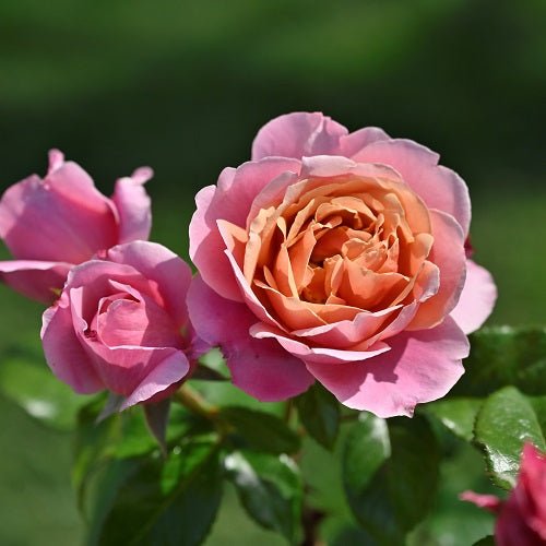 粉色复古月季 粉色复古Pink Vintage