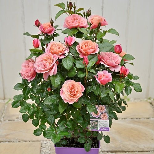 粉色复古月季 粉色复古Pink Vintage