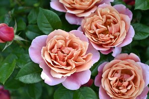 粉色复古Pink Vintage