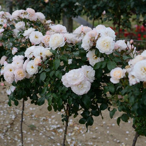 雪纺月季 雪纺Chiffonade