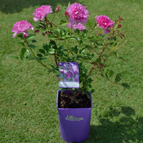 薰衣草香水月季 薰衣草香水Lavande Parfumée