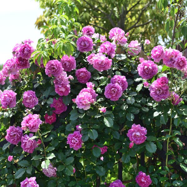 薰衣草香水月季 薰衣草香水Lavande Parfumée