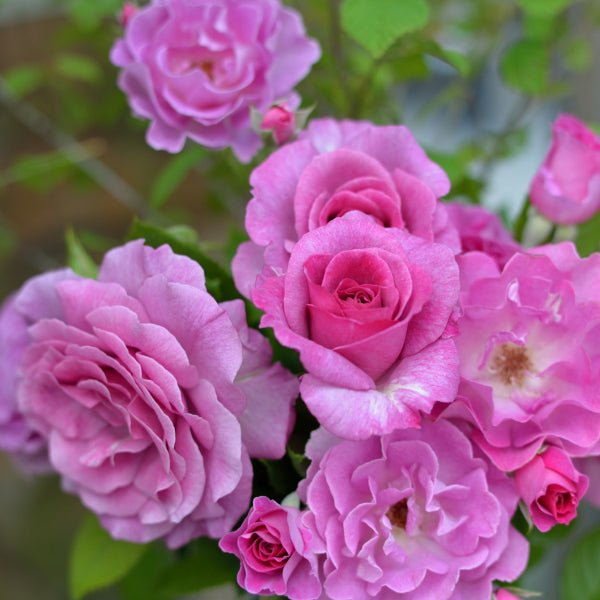 薰衣草香水月季 薰衣草香水Lavande Parfumée