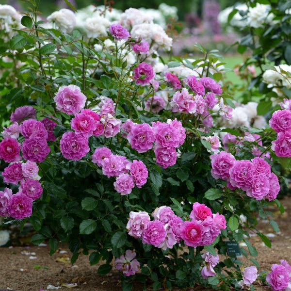 薰衣草香水月季 薰衣草香水Lavande Parfumée