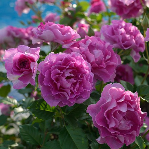 薰衣草香水月季 薰衣草香水Lavande Parfumée