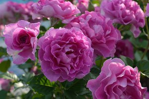 薰衣草香水Lavande Parfumée
