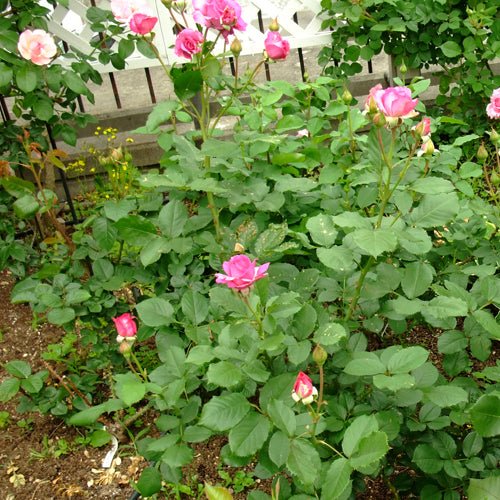 紫罗兰香水Violette Parfumée
