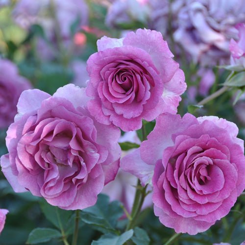 紫罗兰香水Violette Parfumée