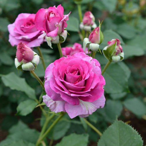 紫罗兰香水Violette Parfumée