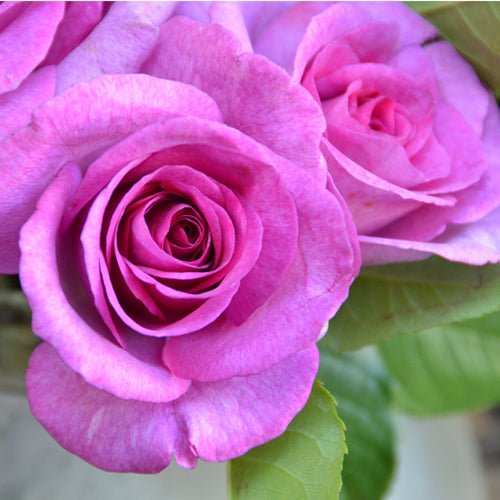 紫罗兰香水Violette Parfumée