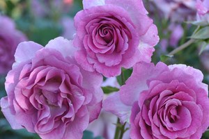 紫罗兰香水Violette Parfumée