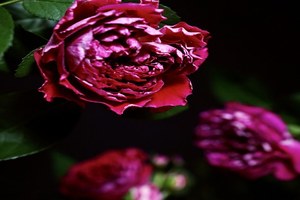摇滚玫瑰 Rock'n Rose