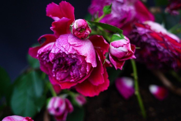 摇滚玫瑰 Rock'n Rose