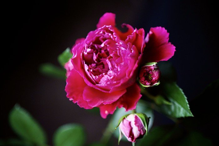 摇滚玫瑰 Rock'n Rose