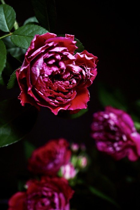摇滚玫瑰 Rock'n Rose