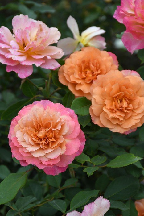 诺姆月季 诺姆 Gnome