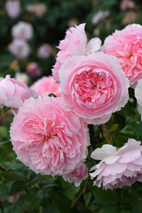 窈窕淑女 My Fair Lady