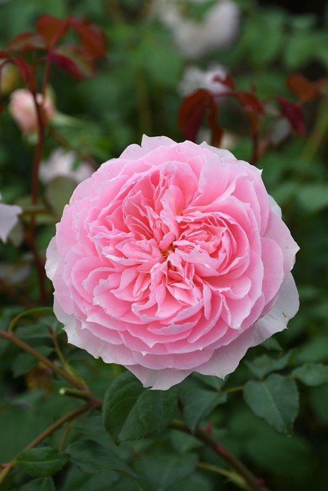 窈窕淑女 My Fair Lady