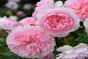 窈窕淑女 My Fair Lady