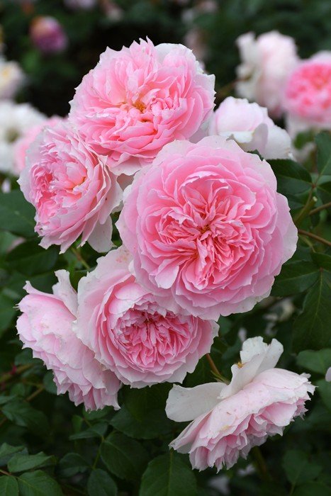 窈窕淑女 My Fair Lady