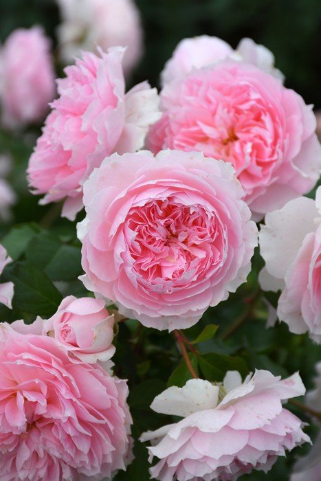 窈窕淑女 My Fair Lady