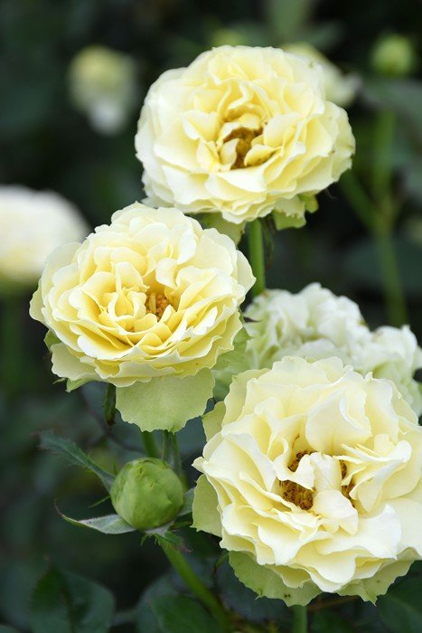 克洛伊月季 克洛伊 Chloé
