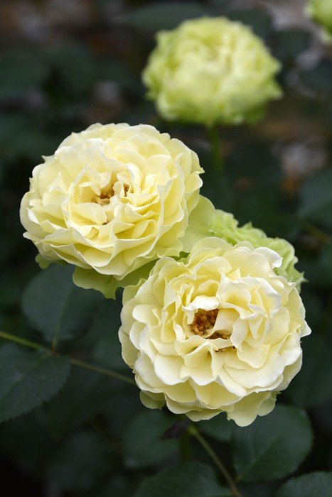 克洛伊月季 克洛伊 Chloé