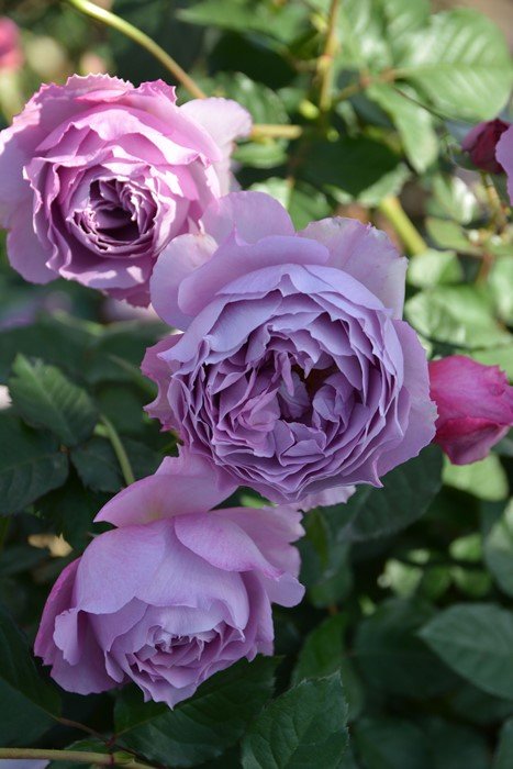 伊丽莎白月季 伊丽莎白 Elisabeth