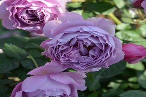伊丽莎白 Elisabeth